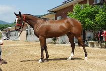 ��彺Ÿ (GOLD STAR) ����