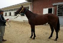 �ְ������� (CHOEGOREULHYANGHAE) ����