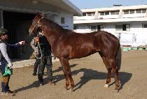 ����Ʈ (GOLD MONT) ����