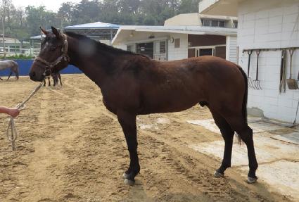 �Ѽ�ŷ ����