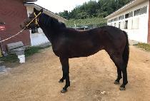 ���ο�ٶ� (SAEROUN BARAM) ����