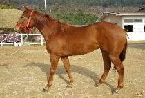 ��ũ������� (SECRET OPERA) ����