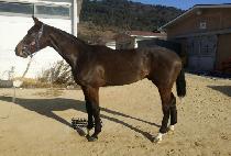 Ŀũ�̴Ͻ��� (KIRK MINISTER) ����