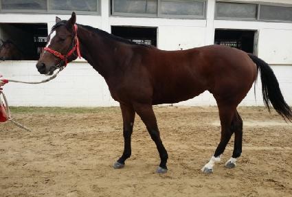 ��Ÿ��ƽ���� ����