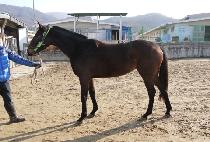 ���丮�ƻ�� (VICTORIA SAMBA) ����