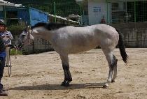 �ǹ����̾� (SILVER LION) ����