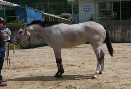 �ǹ����̾� ����