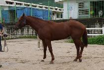 ��ƿ�� (SEUTILLEO) ����