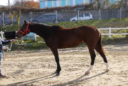 ������ ����