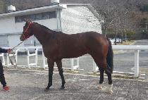 �׷���Ʈ���� (GREAT FORCE) ����