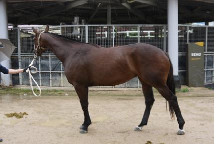 ��彺Ÿ���� ����