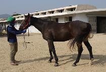 ����ũ (JAKE) ����