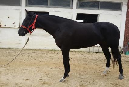 �¸���Ÿ ����