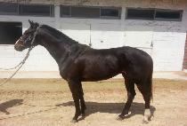 �ٶ�´�� (BARANEUNDAERO) ����