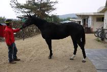 �����Ʈ (BIG GATE) ����