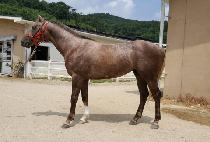 CAPTAIN BLADE picture