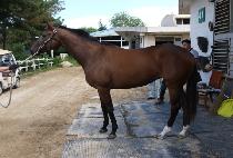 ��Ʈ��è�� (STRONG CHAMP) ����