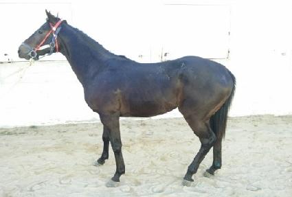 ������Ʈ ����