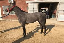 ���������� (YUKWAEHAN JILJU) ����