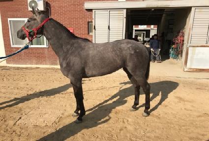 ���������� ����