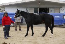 ����ŷ�� (JEONGAN KINGDOM) ����