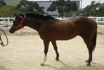 �ٸ��� (DARMA) ����