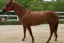 ���� (SEDA) ����