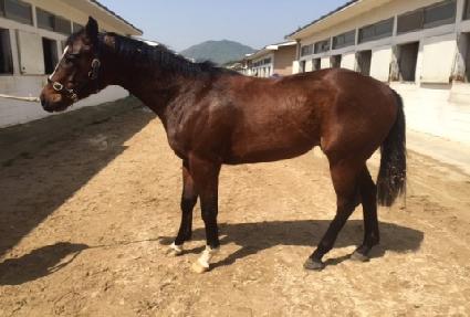 ���Ͻ�ī��Ƽ ����