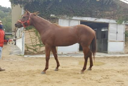 ��������̵� ����