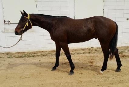 ����γ�Ʈ ����