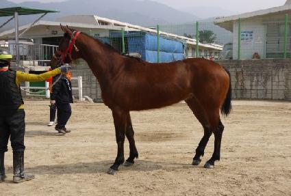 �������屺 ����