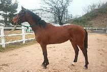 ŷ���̽� (KING ICE) ����