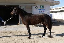 ������ü (MOLTO VIVACE) ����