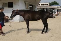 ������ (UP TEMPO) ����