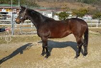 ������������ (EDGE OF WINNER) ����