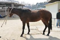 �׸�Ƽ (GREEN TEA) ����