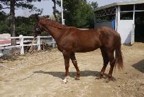 ���������� (New Why Fi) ����