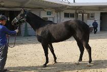 �ο������ (ROYAL BRONZE) ����