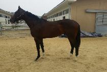 �Ƶ���Ÿ (ADELE STAR) ����