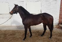 ����� (DEER QUEEN) ����