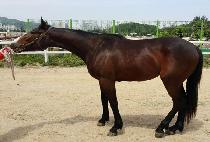 �ְ����̼� (CHOEGANG RACER) ����