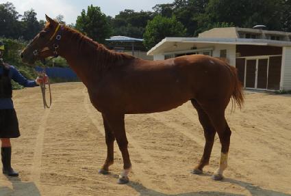 ���̾� ����