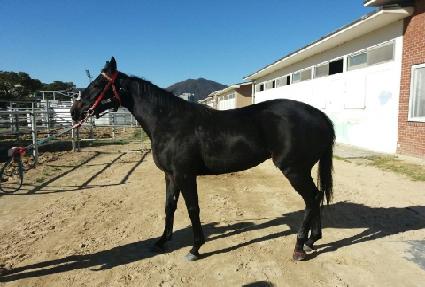 �뼳���� ����