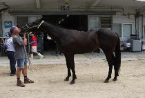 ������Ʈ (GOLDEN GATE) ����