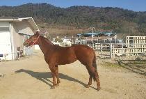 �������� (YES RED) ����