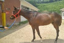 ����ε� (JESAM BUDU) ����