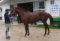 ������� (RAON QUANTUM) ����