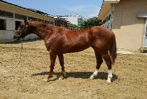 �Ƶ����̽� (ADELE ACE) ����