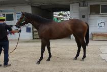 �۽�Ʈ�� (FIRST QUEEN) ����