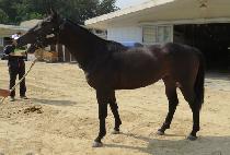 ����Ʈ���� (TOUGH TROPHY) ����